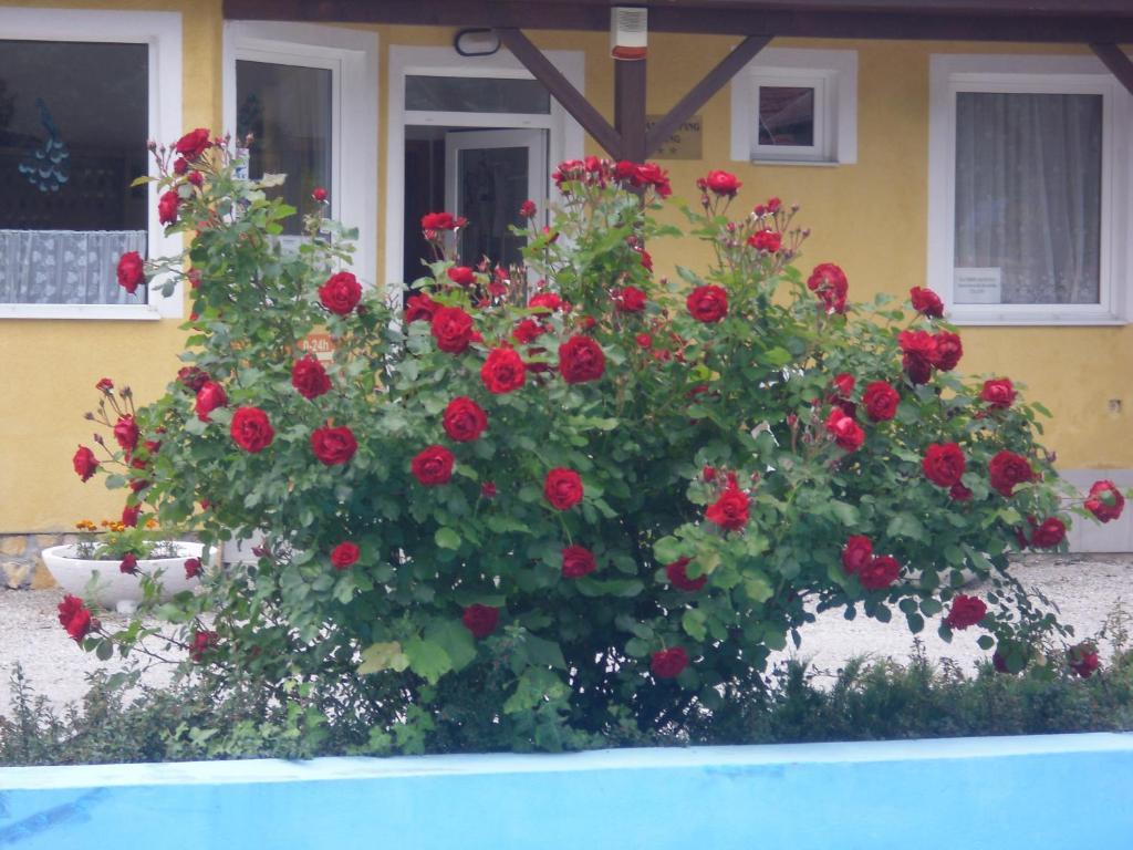 Tulipan Bungalow Camping Resort Gyenesdiás エクステリア 写真